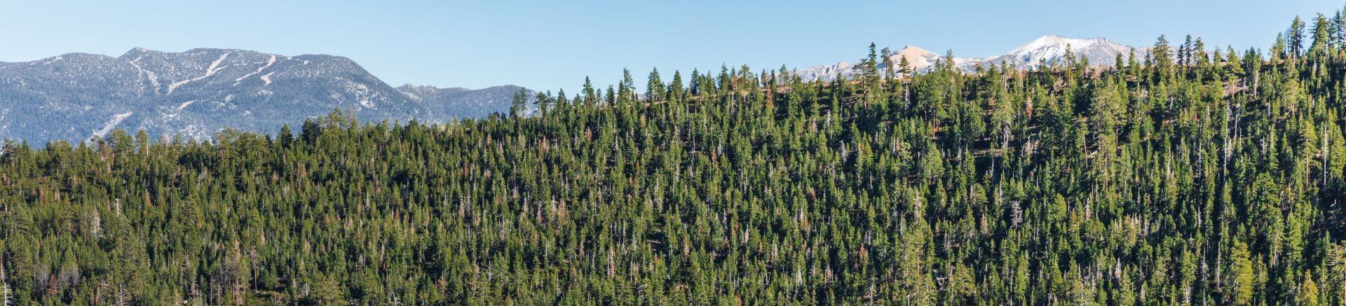 A panoramic view of the lush forests and mountains surrounding Lake Tahoe
